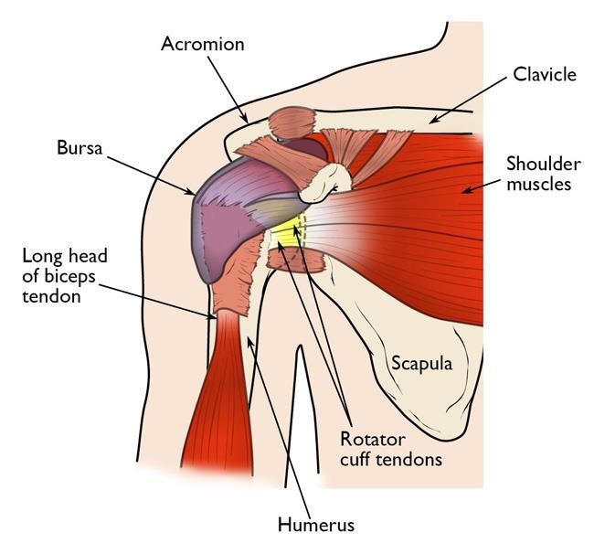 Normal shoulder anatomy