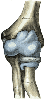 Capsule of elbow-joint (distended). Anterior aspect. (Nursemaid's elbow involves the رأس الكعبرة slipping out from the رباط حلقي كعبري.)