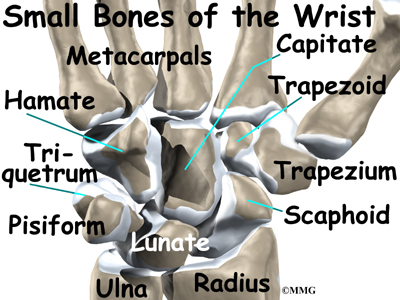 Normal anatomy of the hand and wrist