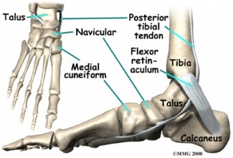 Foot accessory navicular CLINICAL ANATOMY 1 anat01.jpg