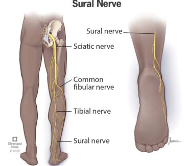 ينتقل العصب الربلي إلى أسفل الجزء الخارجي الخلفي من ساقك ، وينحني عند الكاحل وينتهي قبل أصابع قدمك.